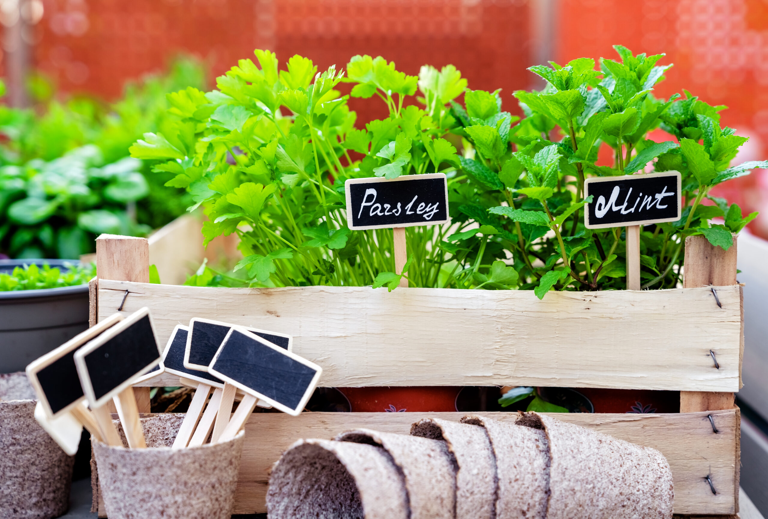 How to Create a Small Herb Garden for Cooking in the Kitchen
