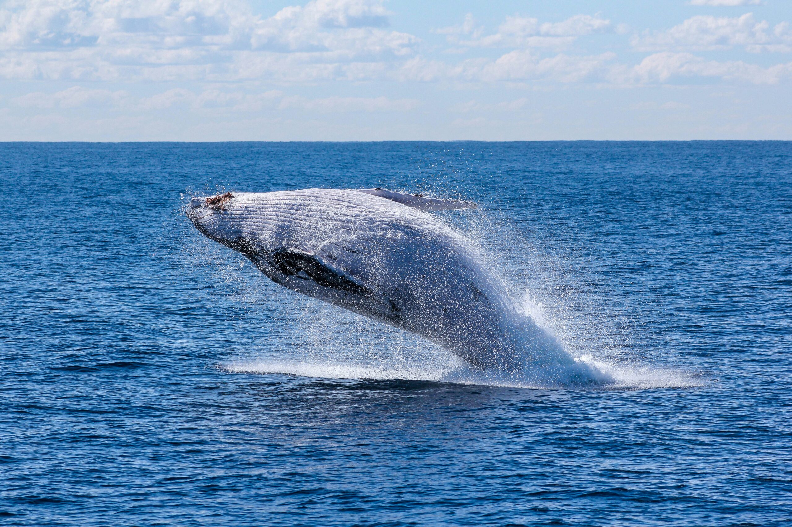 Whale Watching in Hawaii: A Serene Encounter