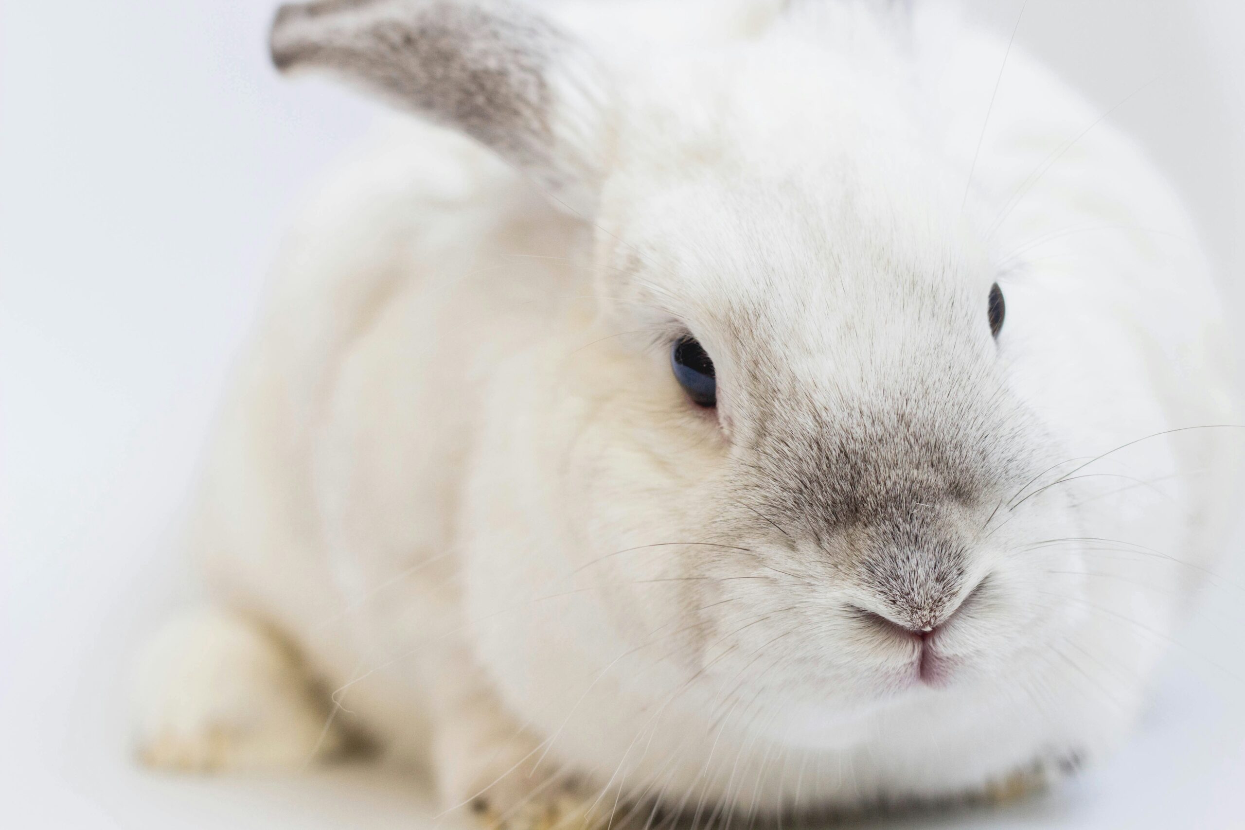 What does “Cruelty Free” Products Mean?