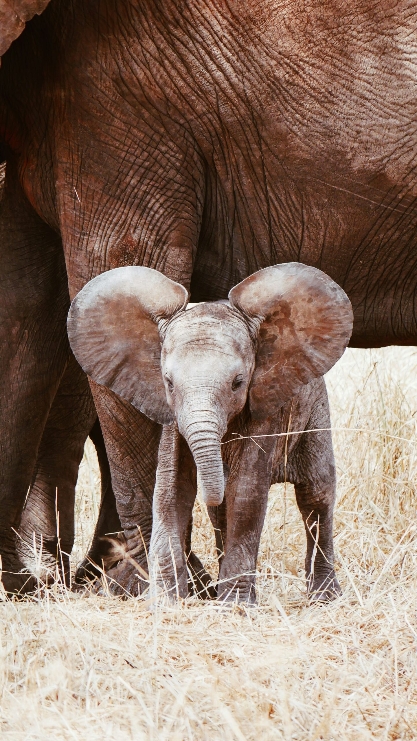 Saving the Lives of Baby Elephants: Elephant Orphanages