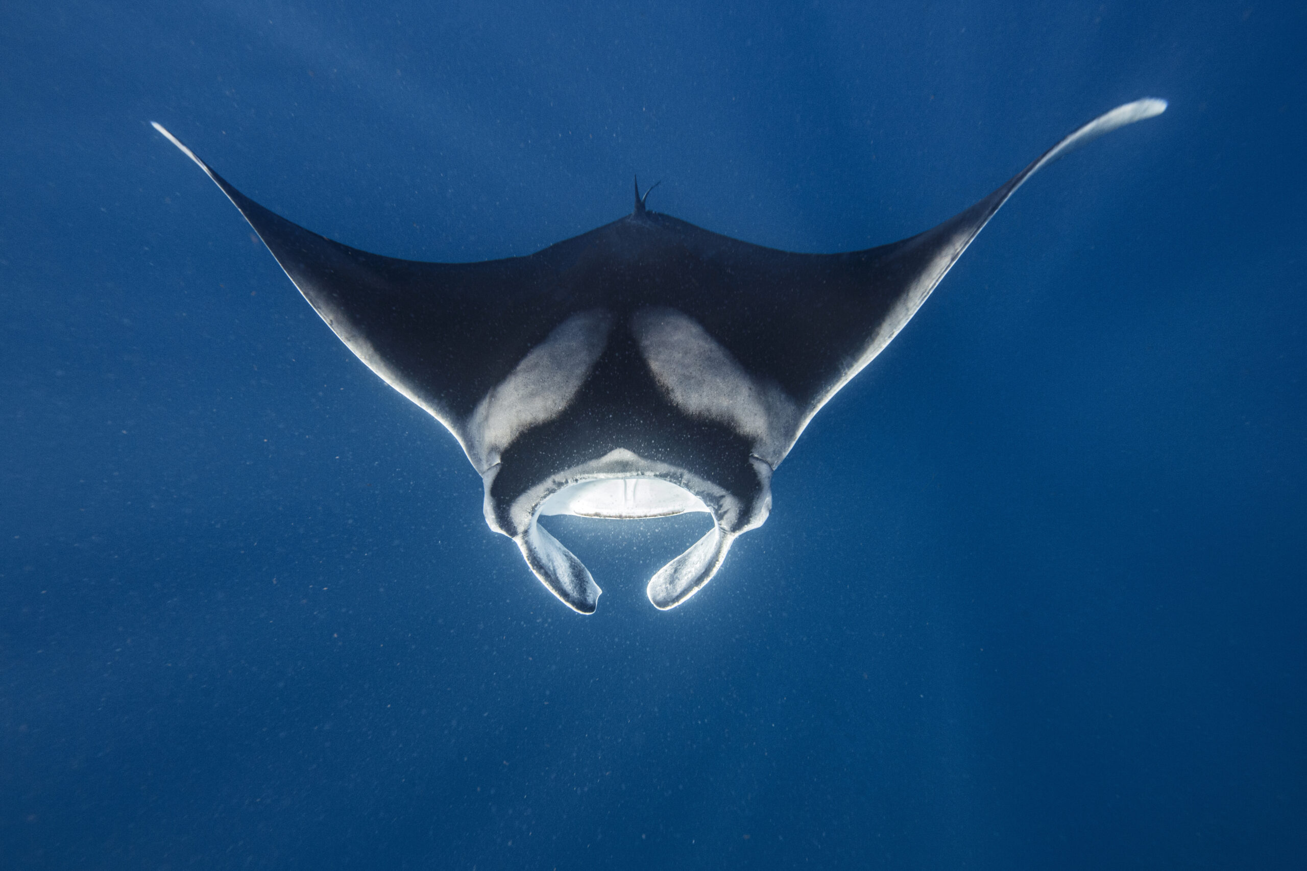 Manta Rays: The Ocean’s Most Elegant Creatures
