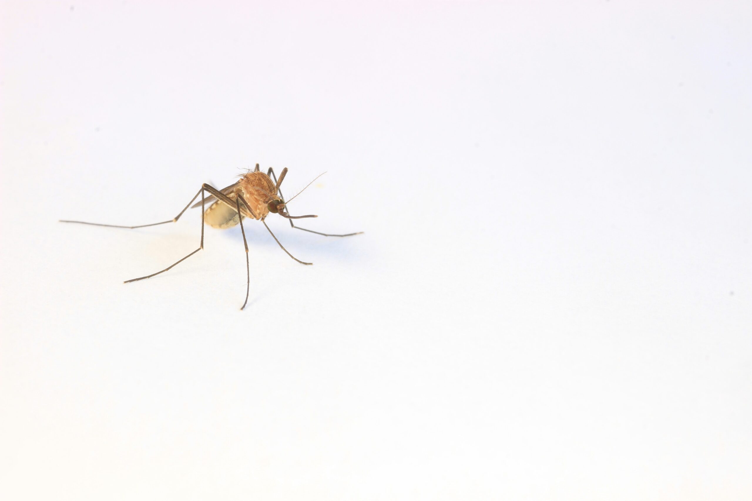 Malaria: A Traveler’s Guide to Staying Safe